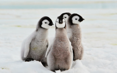 Pingouins en Amour : 5 Leçons de Relations à Adopter